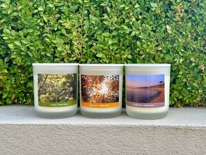 Delight Studio Collection